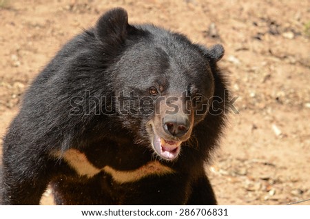 Black Bear is dangerous species in forest ,thailand and it live everwherer in forest , v-shape