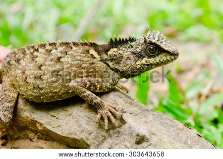 green lizzard is walking on rock, body  dragon have green color and spiny on the top body
