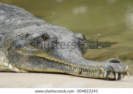 crodiles are large aquatic reptiles that live throughout the tropics in africa,asia, the americas and australia ,order Crocodilia, which includes Tomistoma , the alligators and caimans ,the gharials,