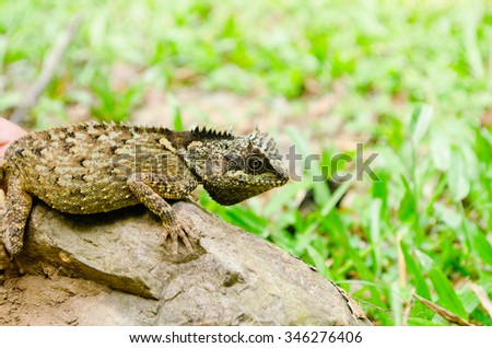 green lizzard is walking on rock, body  dragon have green color and spiny on the top body