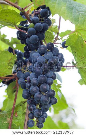 Clinton Wine grapes , growing in an Italian vineyard, producing red wine. Picture taken on August 21st, 2014.