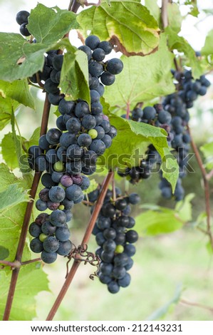 Wine grapes growing in an Italian vineyard, producing red wine. Picture taken on August 21st, 2014.