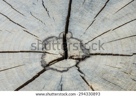 Tree rings on a wood section. Taken on June 9, 2015.