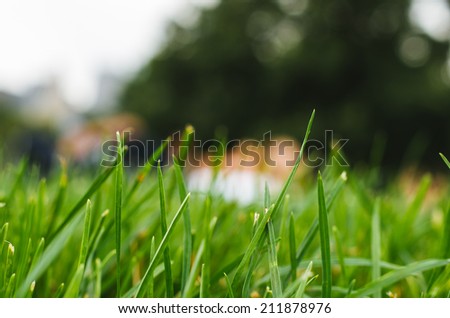 close up grass