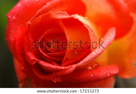 dew covered red rose