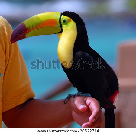 beautiful toucan