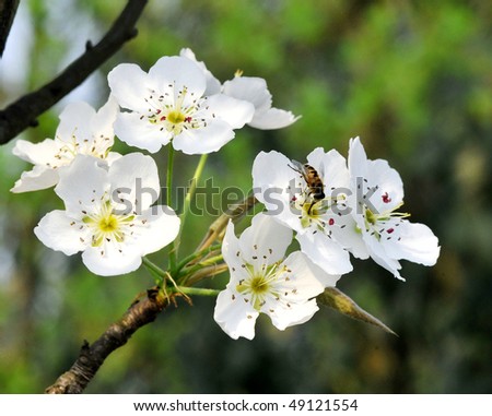 White pear blossom with a bee