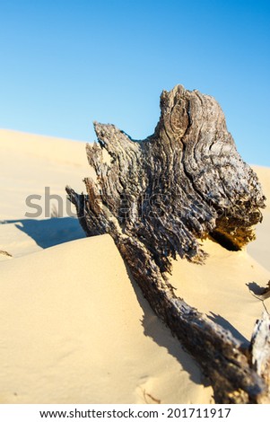 Withered tree in desert