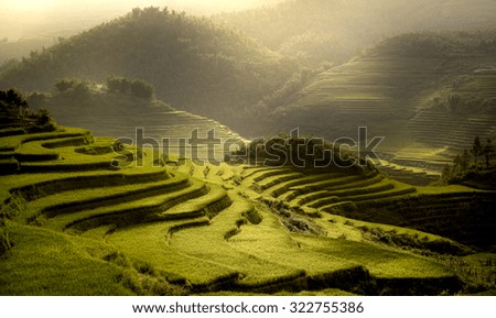 Terrest Rice field SAPA, VIETNAM