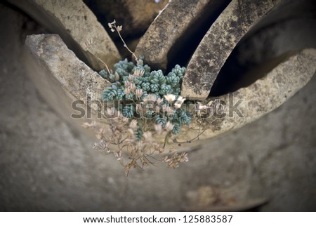 Close up of sedum growing in a roof tile