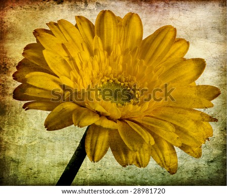Gerbera+daisies+background