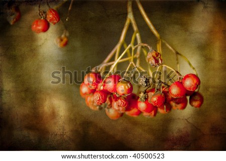 Red berries on a textured background
