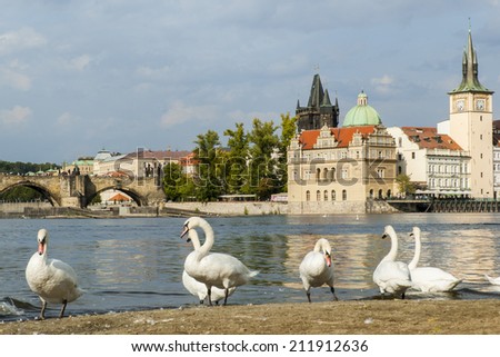 Swans on Strelecky Ostrov Island with Charles Bridge in the background, Prague.