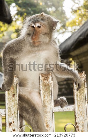 Gray monkey on a fence in BaliÃ?Â´s monkey temple, Ubud. Bali.