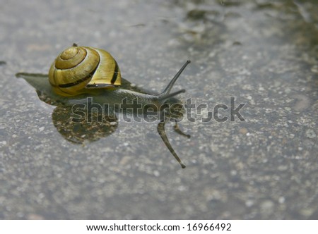 A snail crawling through the water puddle