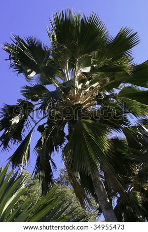 date palm tree fruit. PICTURES OF DATE PALM TREE