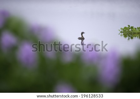 A lagoon bird is swimming near some purple flowers.