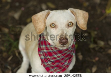 A curious dog with a Plaid bandana is staring at you.