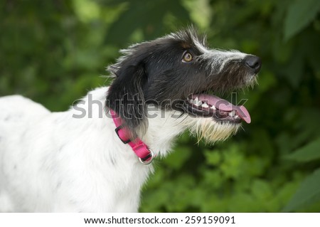 A scruffy happy dog panting with tongue out