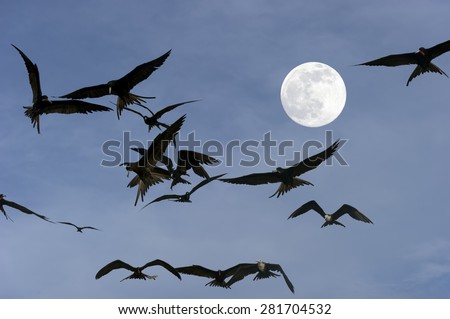 Spooky moon birds flying in the night.