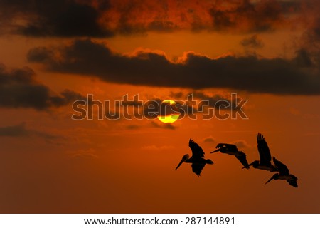 Birds flying silhouette high in the sky in the sky and a bright yellow and orange sun glowing sky in the background.