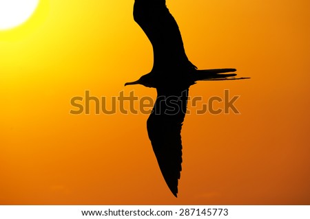 Flying bird silhouette with the sun high in the sky and a bright yellow and orange glowing sky in the background.