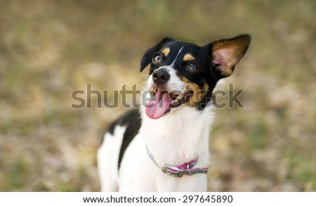 Crazy dog is happy and wildly funny looking as he shows his excitement while running around outdoors..