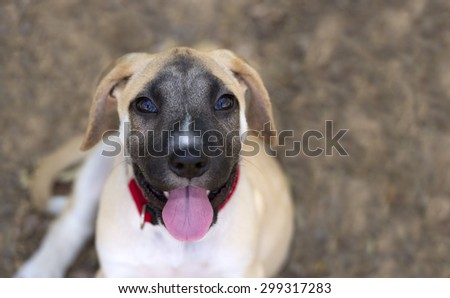 Curious dog is looking up with tongue out and big expressive eyes outdoors with room for copyspace.