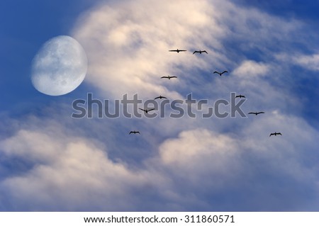 Birds flying silhouette moon is two birds soaring to the moon with a rich vibrant white cloudscape and blue sky background.