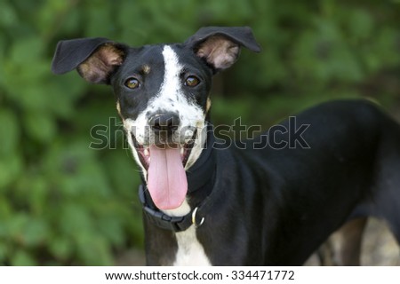 Happy dog is a very cute excited puppy dog with and big enthusiastic happy smile .