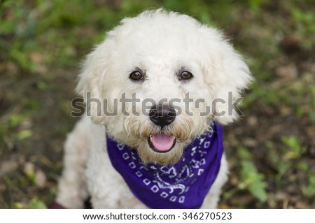 Cute dog closeup is a cute happy dog outdoors wearing a purple bandanna with a an adorable pink tongue and happy smile with magnetic brown eyes.
