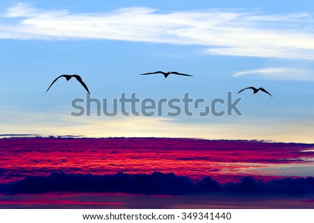 Birds silhouette is three birds flying above the clouds in an inspirational and uplifting image.