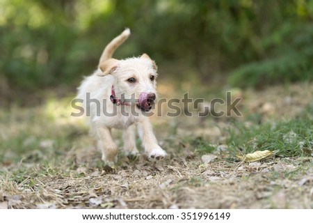 Puppy running is a cute bouncy fluffy beige puppy playfully running and jumping outdoors.