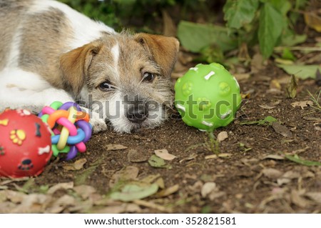Dog toys is a cute happy puppy is outdoors surrounded by his toys.