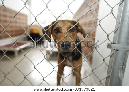 Shelter dog is is a beautiful dog in an animal shelter looking through the fence wondering if anyone is going to take him home today.