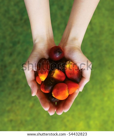 Hands with oil palm