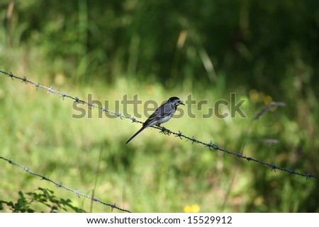 wagtail on barb wire