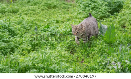 Cat hiding in the grass. The image is tinted and selective focus.