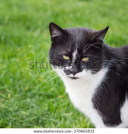 Black and white cat on a background of green grass