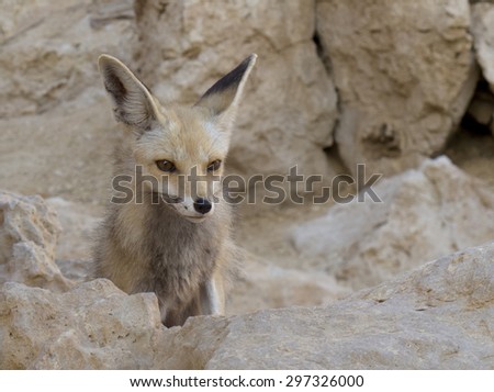 a fox (vulpes vulpes aegyptiaca) a Ras Mohamed (Sinai Egypt)