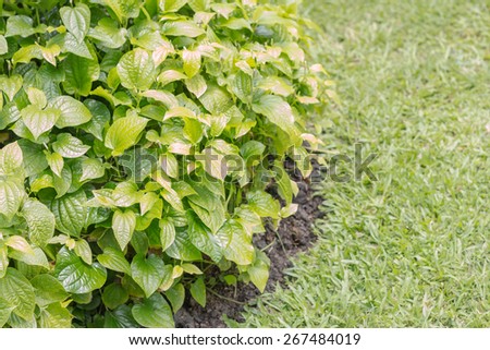 The betel plant is an evergreen perennial, with glossy heart-shaped leaves and white catkin. The betel plant originated from South and South East Asia.