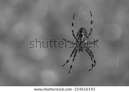 Spider hanging in front of a fuzzy background