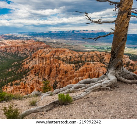 Bryce Canyon, USA - June 25, 2009: Precipice with an old tree on the edge, from which it can be seen at the bottom rows of geological structures known as fairy chimneys.