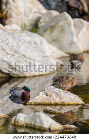 Two ducks resting, with the head hidden, in the pond of a public park, one in a rock and the other on the water. One of them is standing only with one paw.