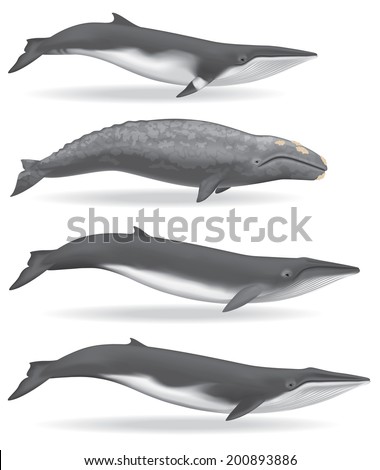 Whales Whales