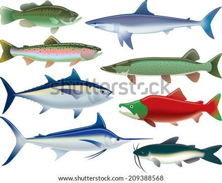 Sport Fish. Illustrations of fish that are caught for sport as well as for food.