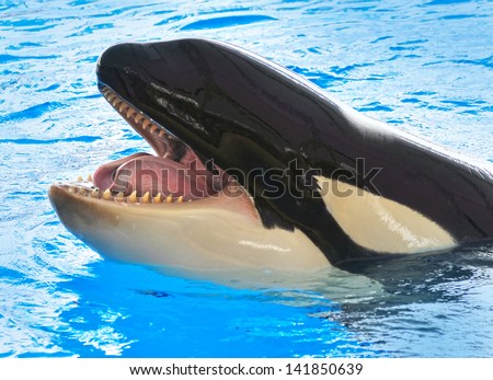 A Killer Whale, Orcinus Orca