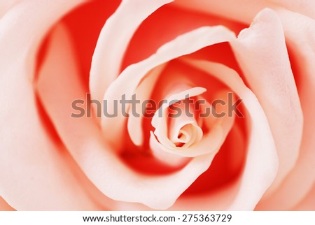 Pink Rose Flower isolated on white background with shallow depth of field and focus the centre