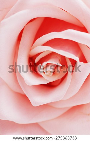 Full frame shot of soft pink rose flower with shallow depth