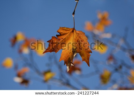 Autumnal maple in focus - leaf with other blurred leaves in the sky backgrounds | Beit Al Dine - Lebanon